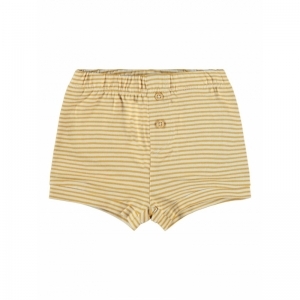  spruce yellow